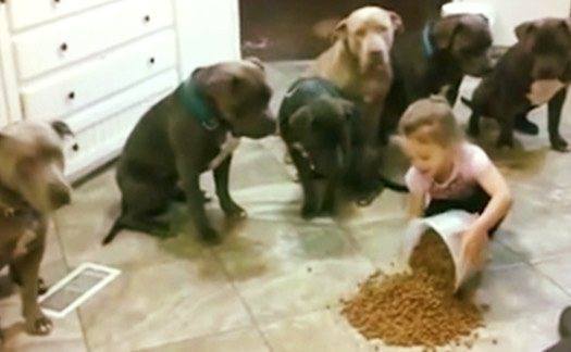 4-year-old dumps food on kitchen floor – now watch the pit bulls’ reaction