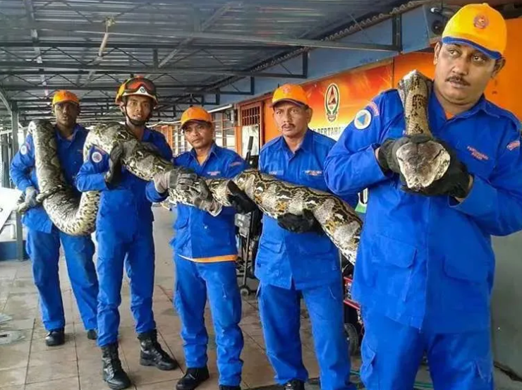 These Workers Found A Giant Snake – You Won’t Believe What They Found Inside!