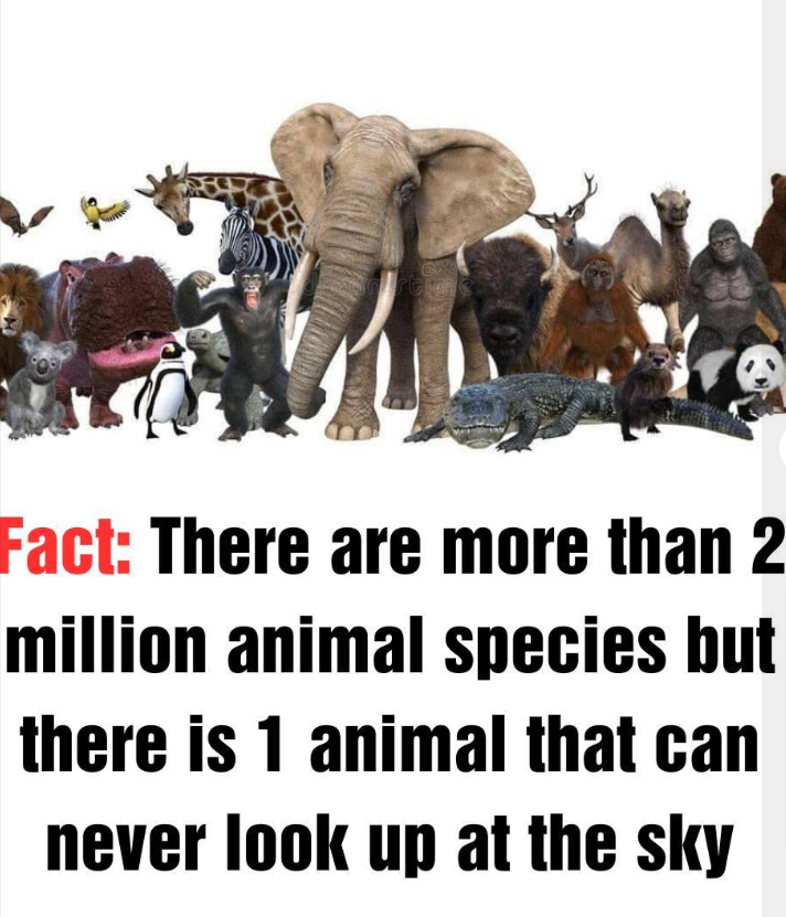This animal can never look up and see the sky for this reason