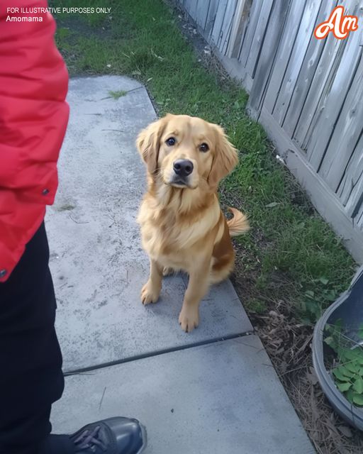 Four Years after My Husband Went Missing, a Dog Brought Me the Jacket He Was Wearing on the Day He Disappeared